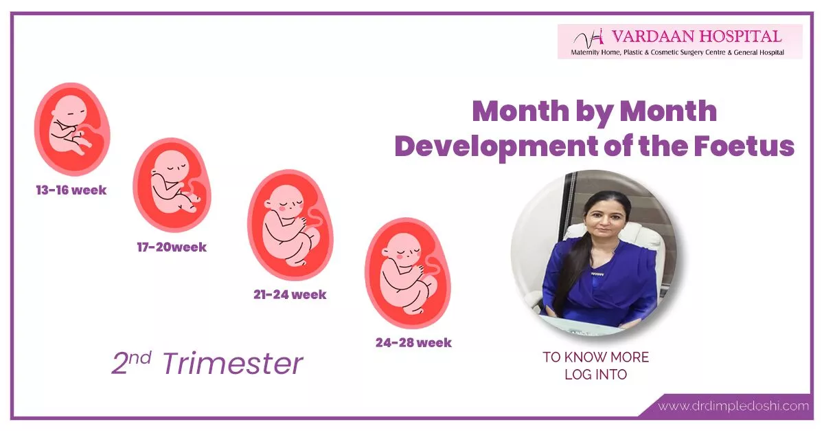 2nd Trimester Development of the Foetus